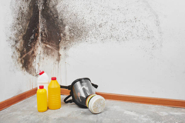 Best Best Mold Removal Companies  in Earlysville, VA