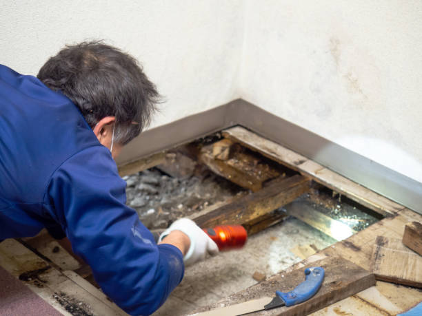 Best Office Mold Removal Services  in Earlysville, VA