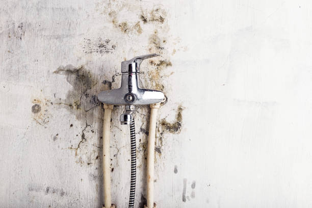 Best Mold Cleaning Services  in Earlysville, VA