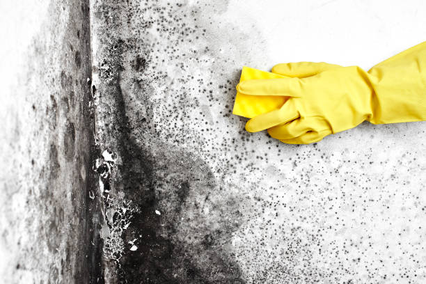 Best Mold Removal Process  in Earlysville, VA