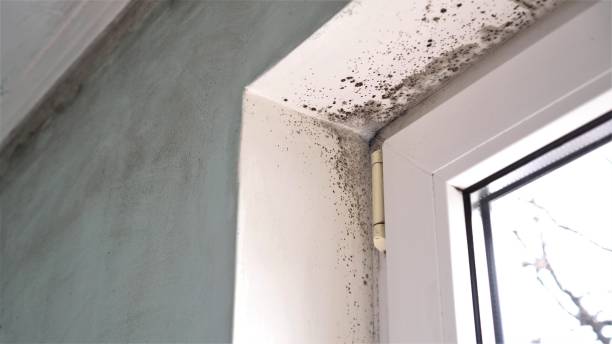Best Mold Inspection  in Earlysville, VA