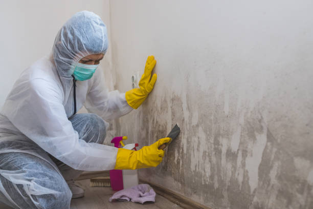 Best Attic Mold Removal  in Earlysville, VA