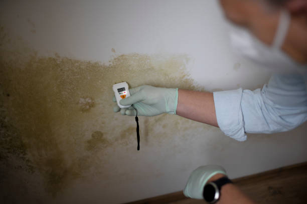 Best Mold Remediation Experts  in Earlysville, VA