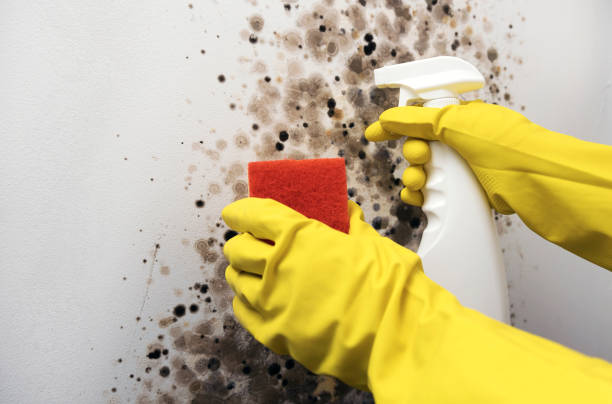 Best Emergency Mold Removal  in Earlysville, VA